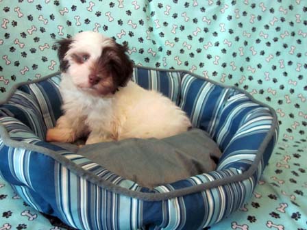 white-chocolate-havanese-puppy-breeder-in-utah-and-arizona